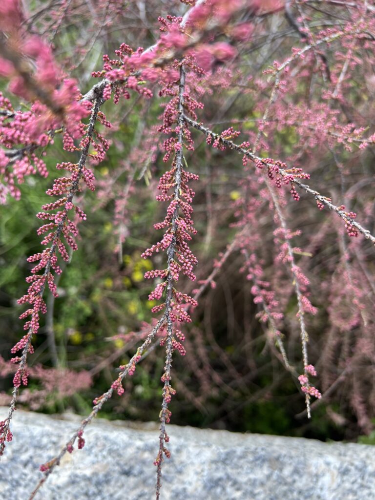 Close-up of plants with pink accents for color and texture inspiration